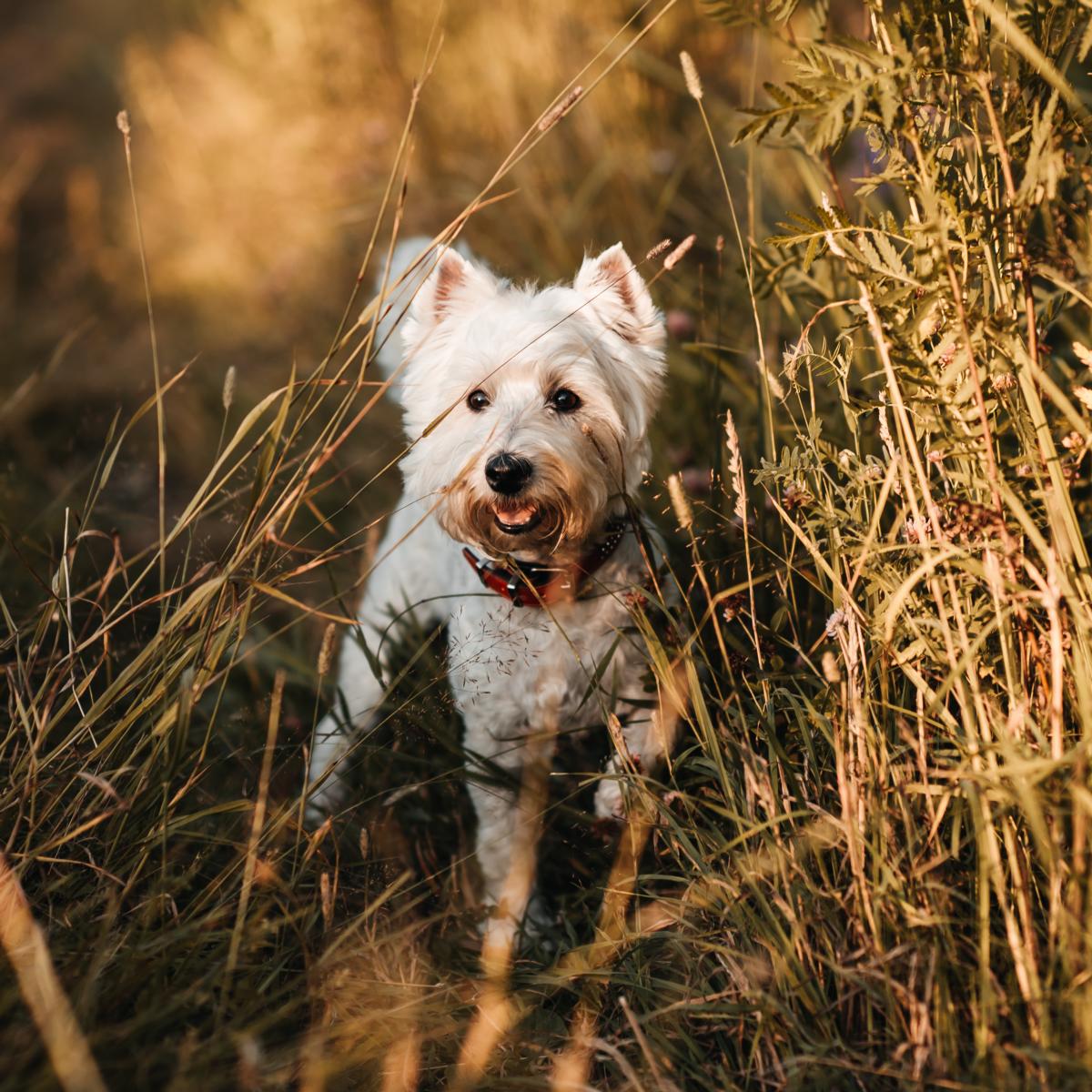 Ein kleiner weißer Hund mit rotem Halsband steht inmitten von hohem Gras und Pflanzen in einer sonnenbeschienenen Naturlandschaft.