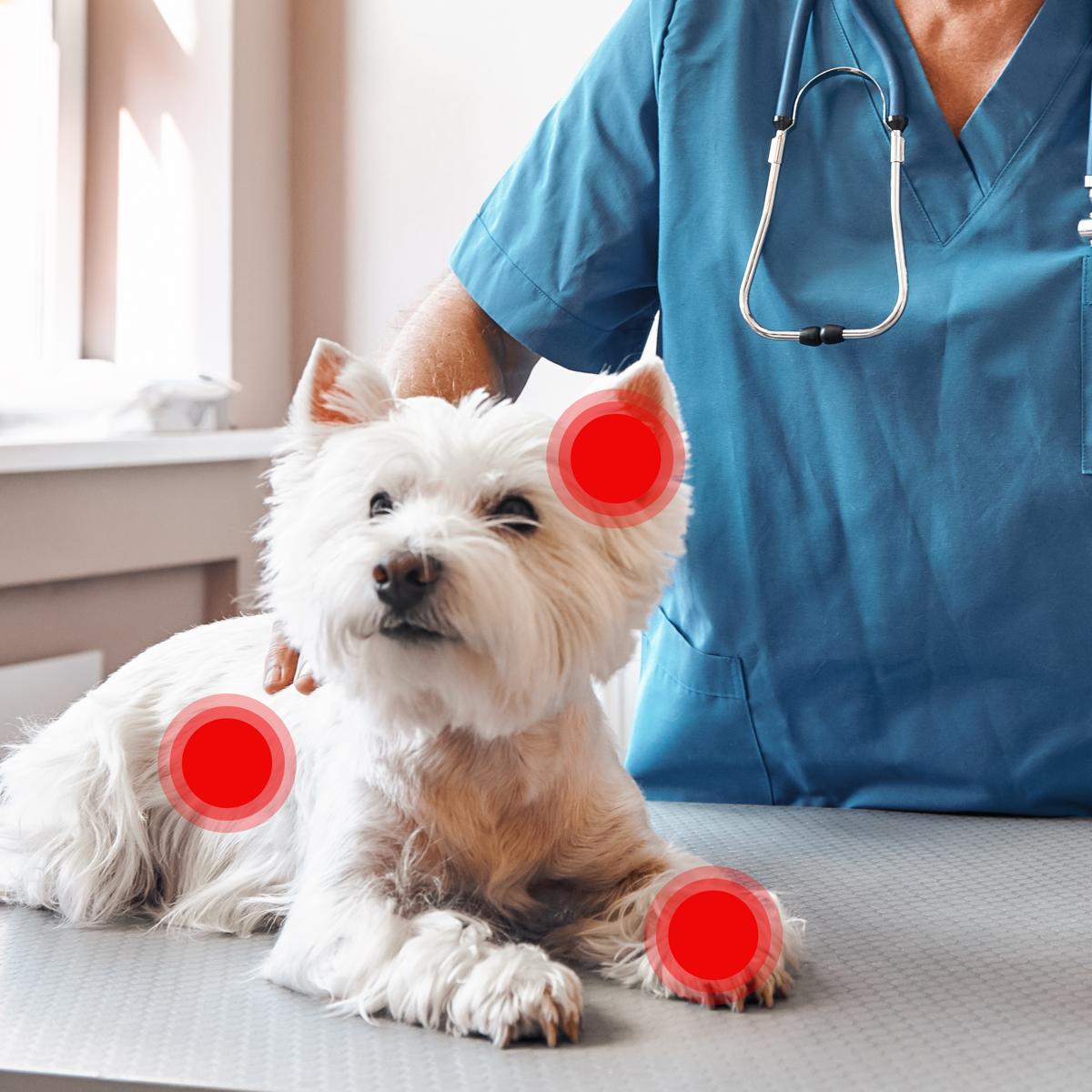 Tierarzt untersucht einen kleinen weißen Hund mit roten schmerzenden Stellen an Bein und Seite.