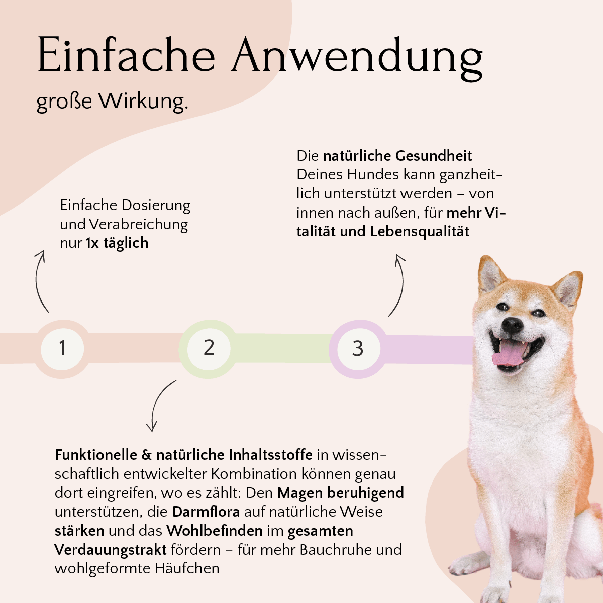Infografik: Anleitung für das Bauchwohl Set von FAVLY Petfood, Shiba Inu rechts, Infos zur Hundeverdauung.