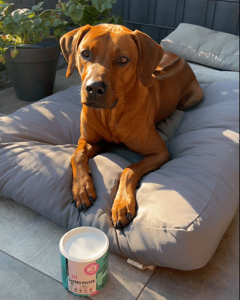 Ein brauner Hund liegt auf einem grauen Kissen neben einem hellgrünen und rosa Behälter, im Hintergrund sind Pflanzen zu sehen.