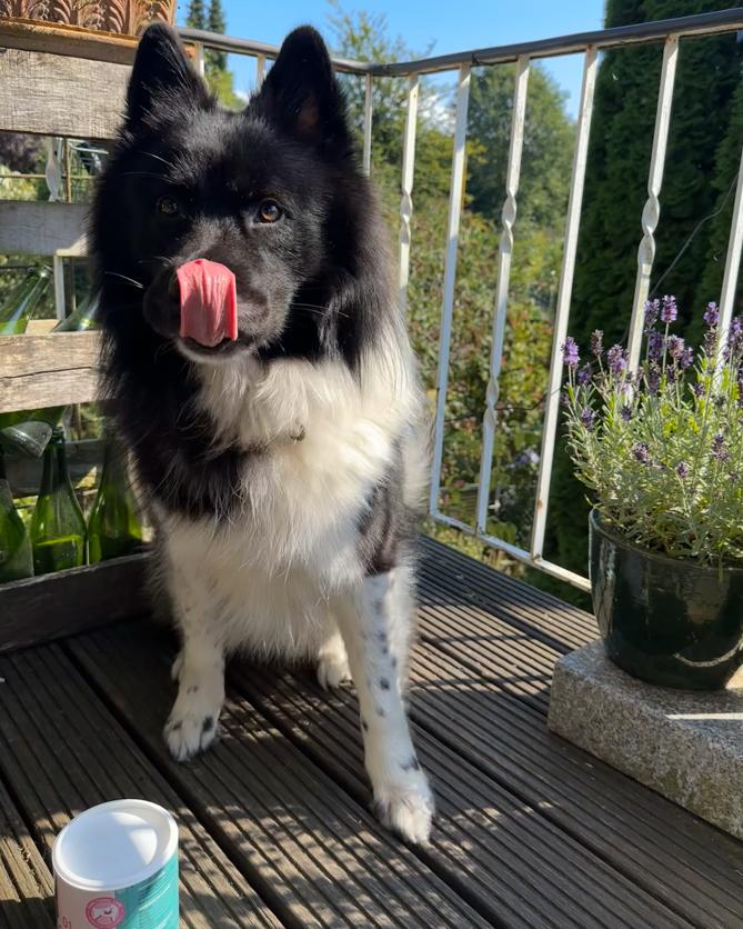 Ein flauschiger schwarz-weißer Hund leckt seine Nase und sitzt an einem sonnigen Tag auf einem Holzdeck neben einer Topfpflanze.