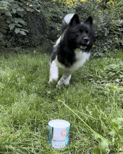 Ein schwarz-weißer Hund läuft fröhlich auf dem Gras neben einem Behälter mit Mobilitätspulver für Haustiere inmitten von Grün.