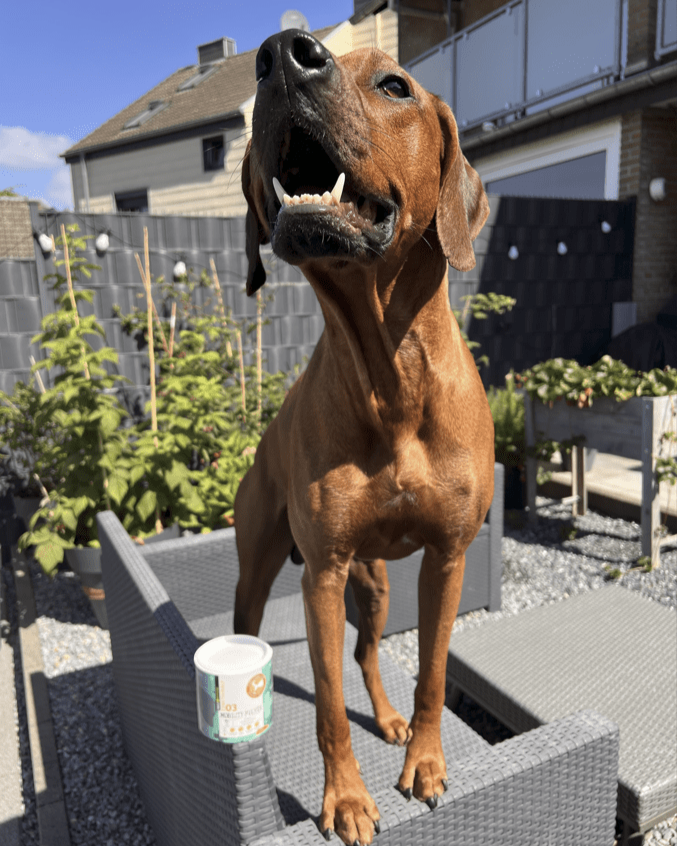 Ein brauner Hund steht auf Gartenmöbeln mit einem Behälter daneben, in einer sonnigen Hinterhofumgebung.