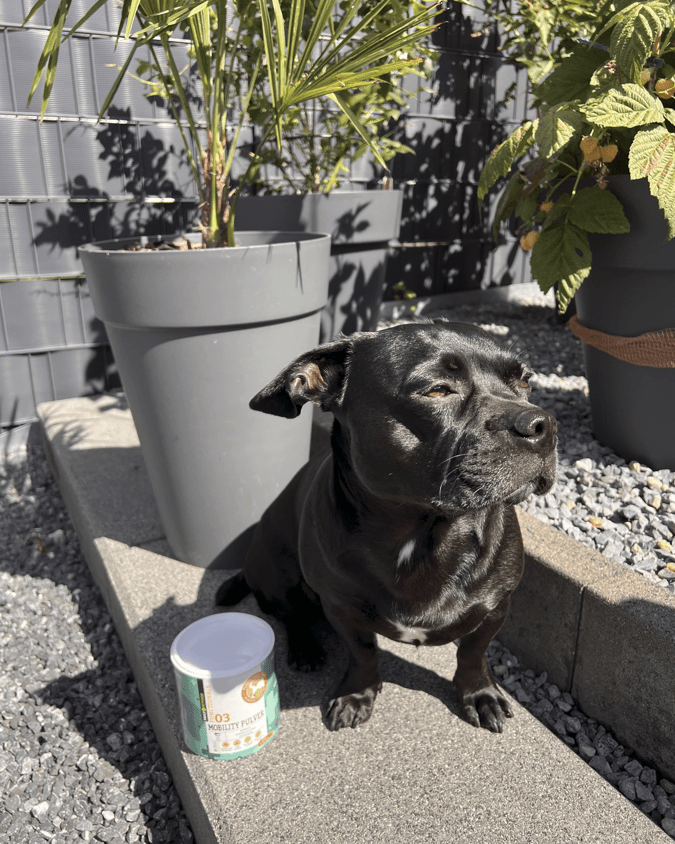 Schwarzer Hund sitzt auf einer Stufe in der Sonne neben einem grauen Blumentopf und einem Kanister.