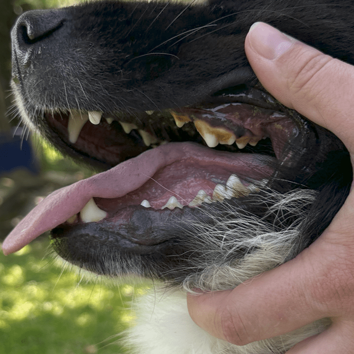 Eine Nahaufnahme des offenen Mauls eines schwarz-weißen Hundes. Eine menschliche Hand hält seine Schnauze und zeigt seine Zähne und sein Zahnfleisch.