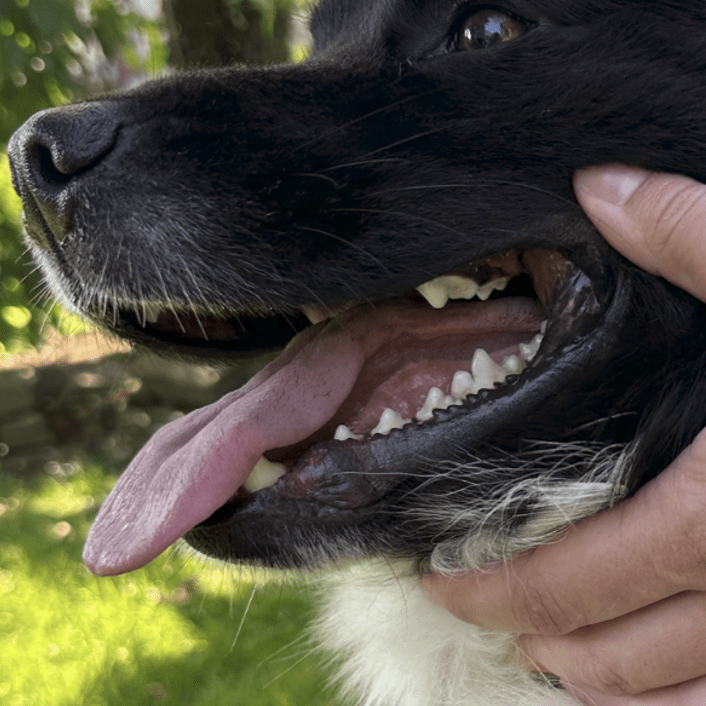 Nahaufnahme des Gesichts eines schwarz-weißen Hundes mit geöffnetem Maul, das Zunge und Zähne zeigt und sanft gehalten wird.