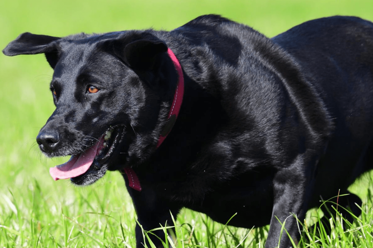 Ein schwarzer Hund mit rosa Halsband läuft mit heraushängender Zunge und flatternden Ohren über eine Wiese.