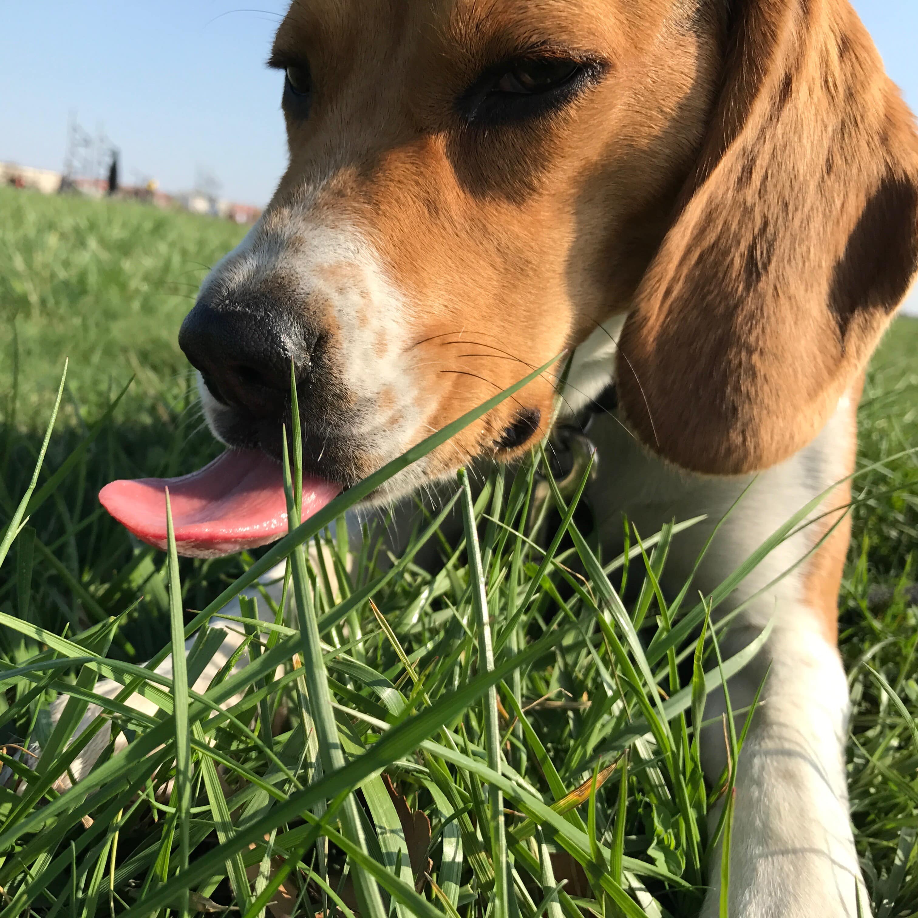 Nahaufnahme eines Beagles, der an einem sonnigen Tag im Gras liegt und mit seiner Zunge einen Grashalm leckt.