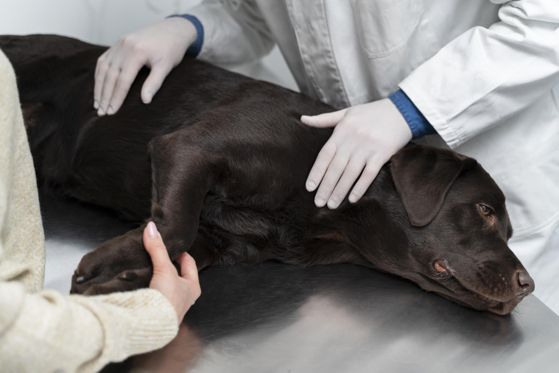 Ein Tierarzt untersucht einen schokoladenbraunen Labrador, der auf einem Metalltisch liegt, während eine Person die Pfote des Hundes hält.