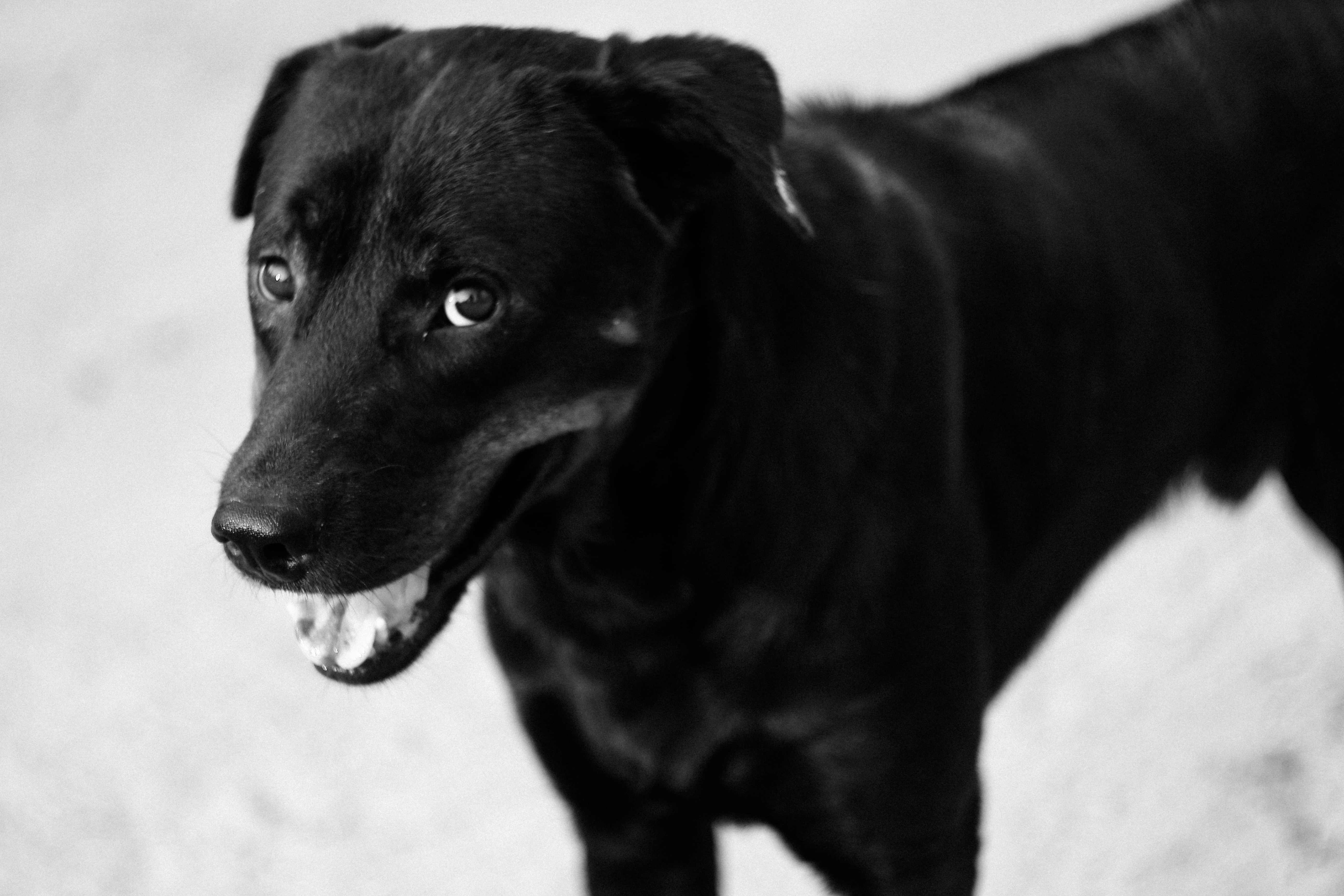 Ein schwarzer Hund mit glänzendem Fell schaut im Freien zur Seite.