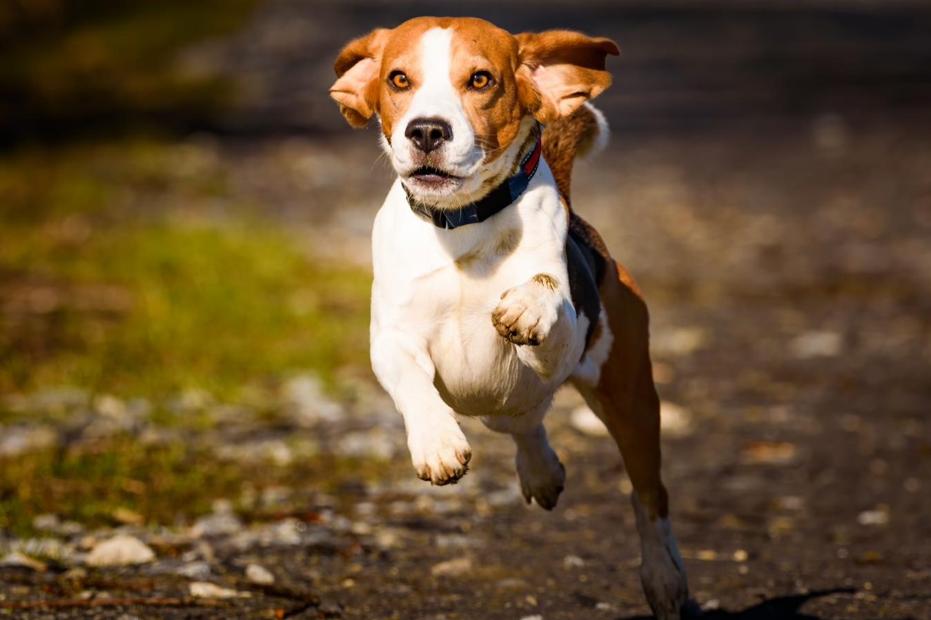 Ein Beagle mit braunem und weißem Fell läuft voller Energie auf einem Pfad entlang, mit wedelnden Ohren und weit geöffneten Augen.