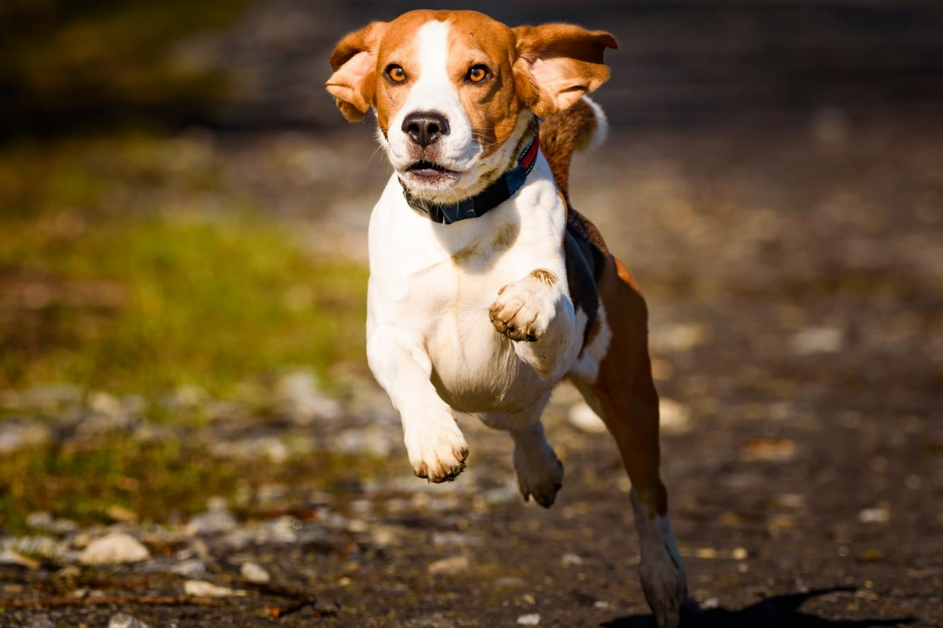 Ein Beagle mit blauem Halsband läuft an einem sonnigen Tag auf die Kamera zu.