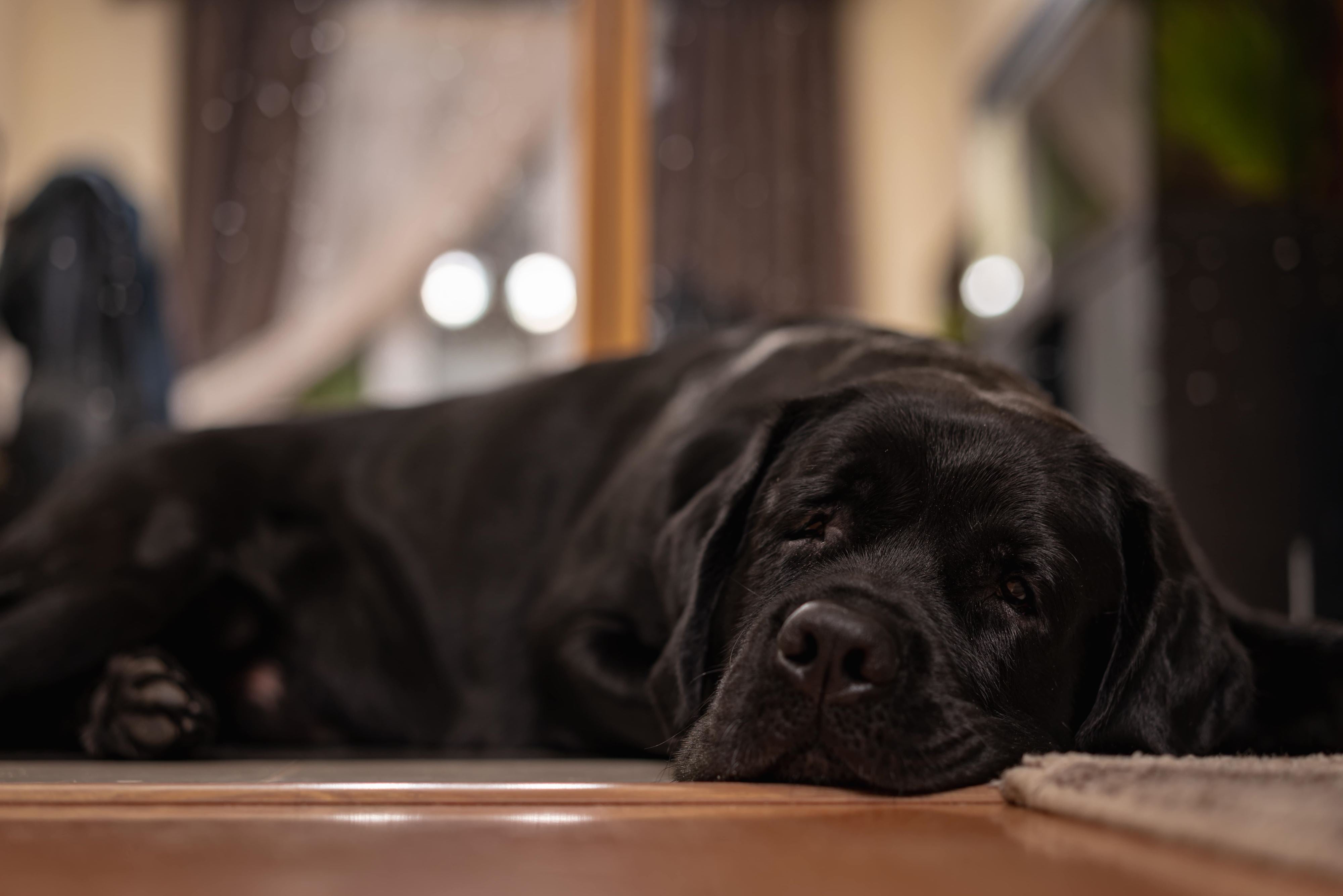 Schwarzer Labrador ruht im Innenbereich auf dem Boden, mit sanfter Hintergrundunschärfe.