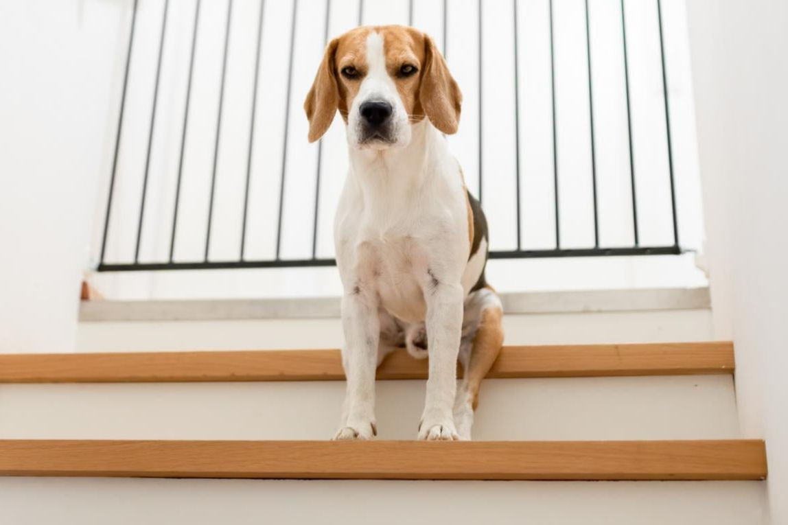 Ein Beagle sitzt oben auf einer Treppe und blickt geradeaus. Im Hintergrund ist ein Metallgeländer zu sehen.