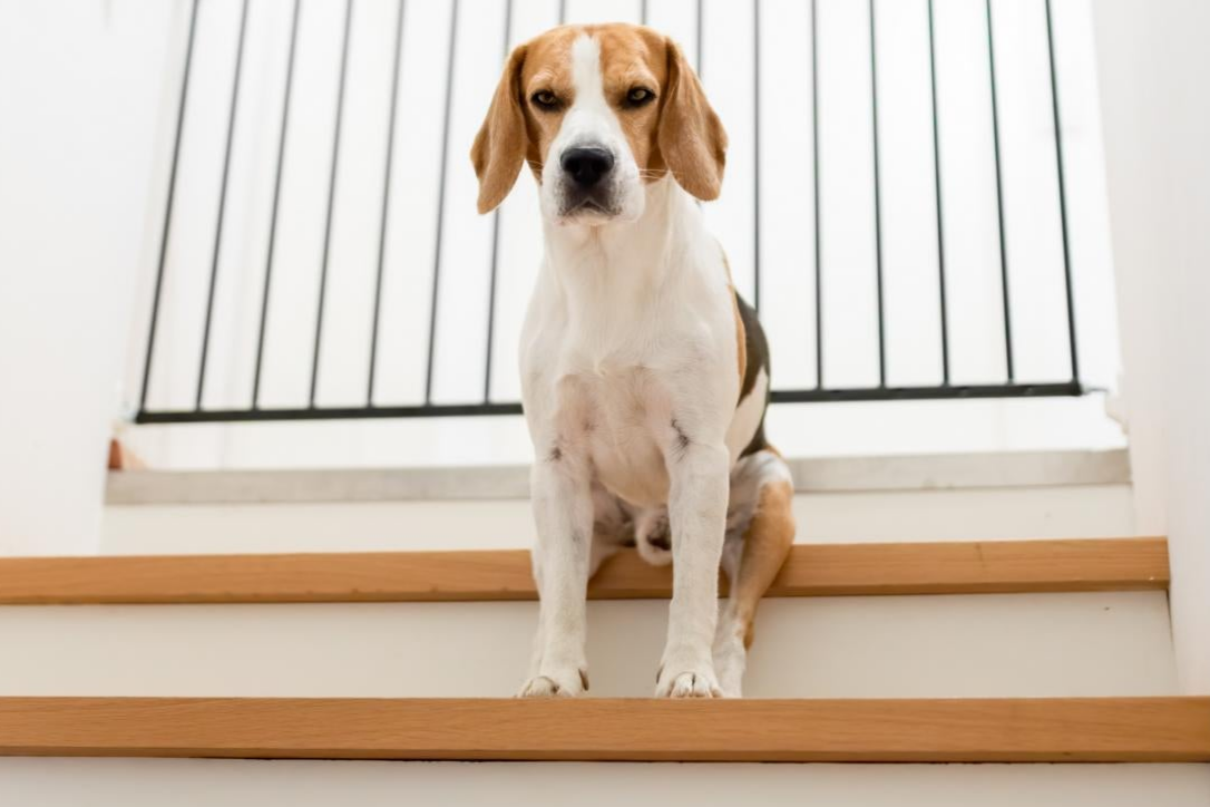 Ein Beagle sitzt auf einer Holztreppe vor einem Tor und blickt direkt in die Kamera.