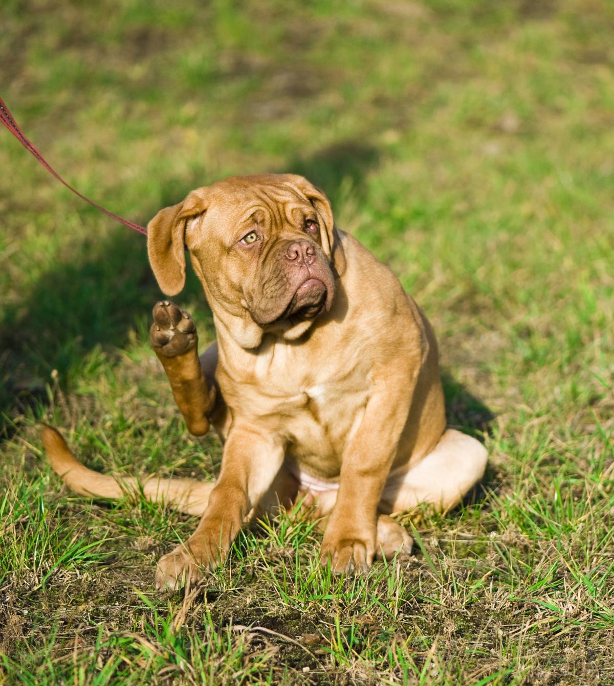 Brauner Hund sitzt im Gras und kratzt sich mit dem Hinterbein am Ohr.