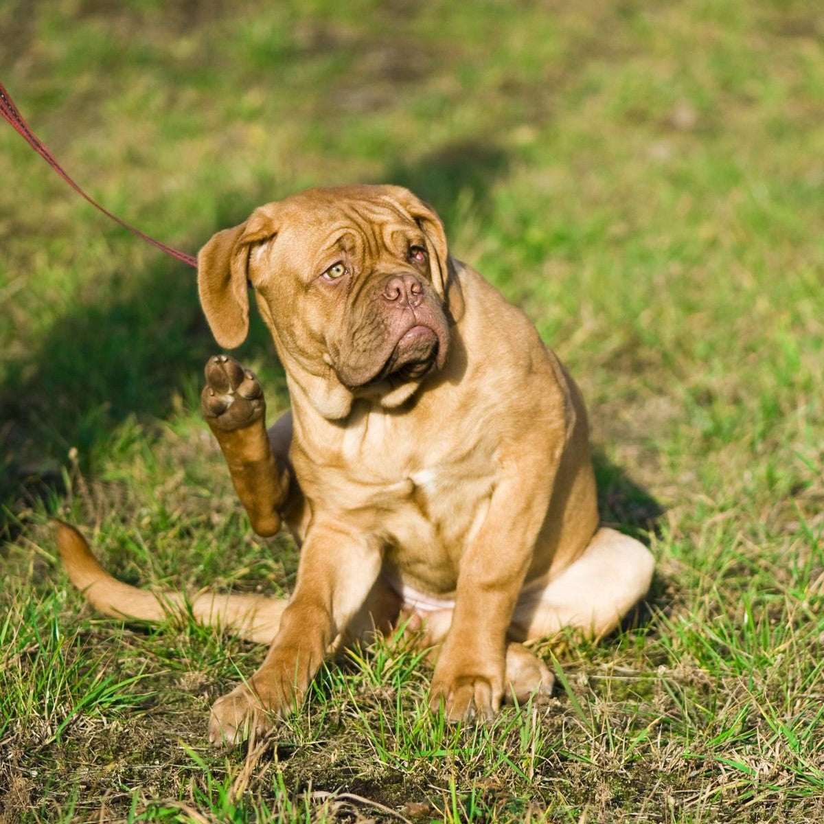 Ein brauner Hund sitzt im Gras, hebt eine Vorderpfote und schaut zur Seite. An seinem Halsband ist eine rote Leine befestigt.